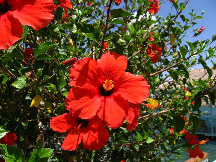Striking Hibiscus Colouring