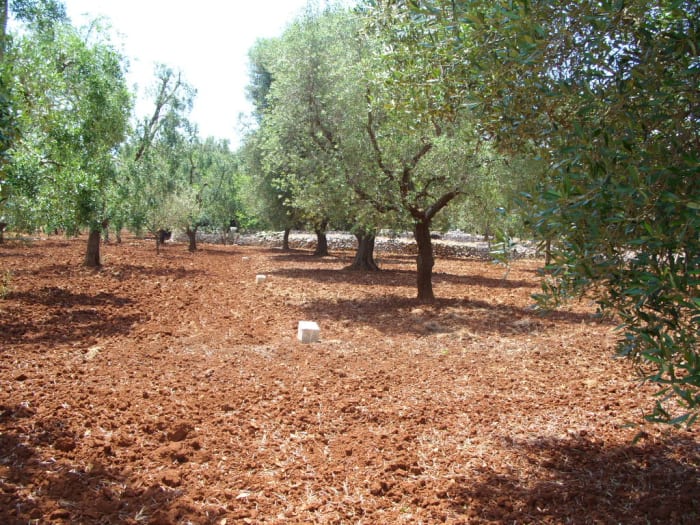 Our olive trees in Italy. Being able to grow our own olives for skin care products is a bonus.