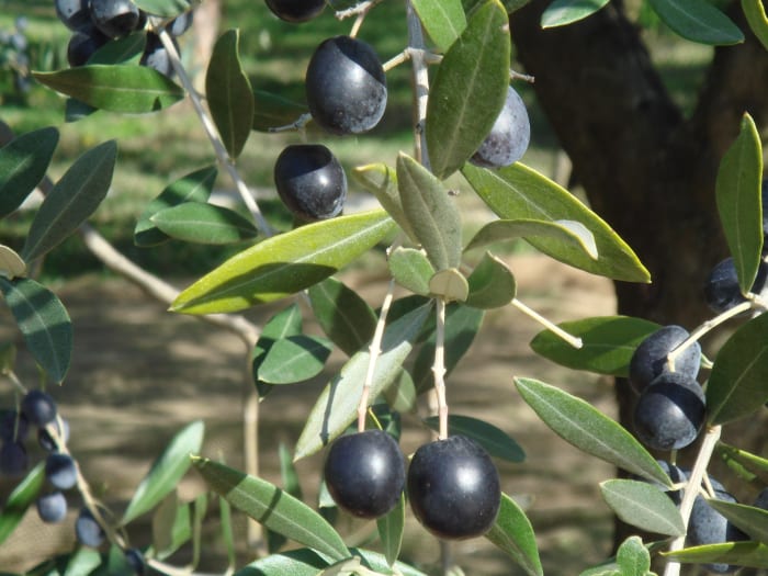 Spain, Italy and Greece are the biggest olive producers in the world accounting for over 75% of the world olive oil production.