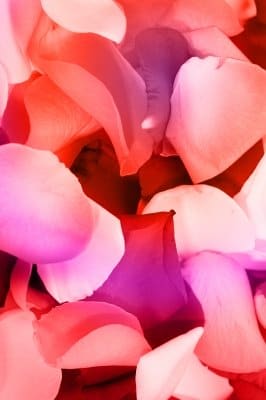 Natural petal fragrance: Rose, lavender and jasmine make gorgeous infused oils. Herbs may also be used, such as rosemary, sandalwood and thyme.