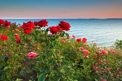 if you have roses growing why not pick some rose petals just before they are fully bloomed and use in homemade rosewater? you could even frost a few with sugar for decoration or as a sugar fix of sweetness?