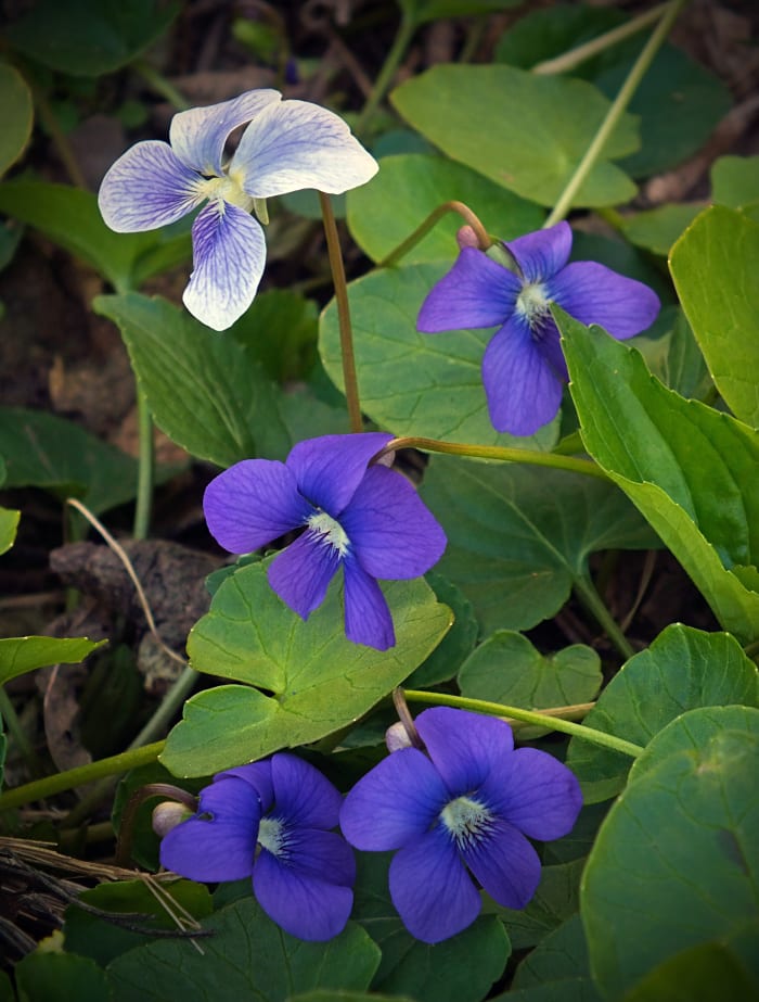 Wild Violet and Dandelion Bath Tea Recipe - Bellatory - Fashion and Beauty