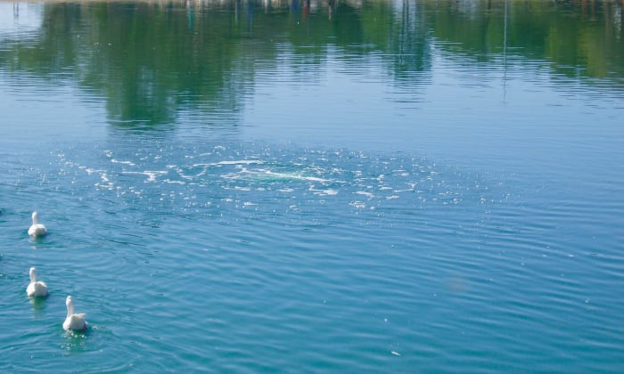 You can get ideas from photos. I see four possibilities in this one: Lakes, reflections, water and trees, things that live on or near water.
