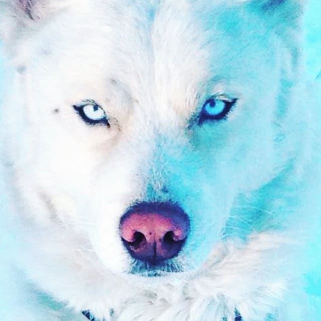 Mulder, notre husky de Sibérie blanc.