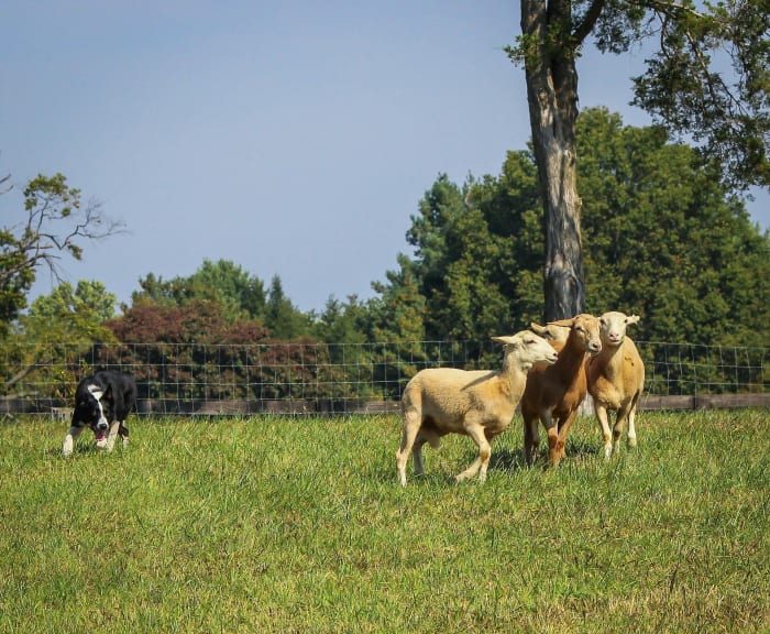 Border Collie at work