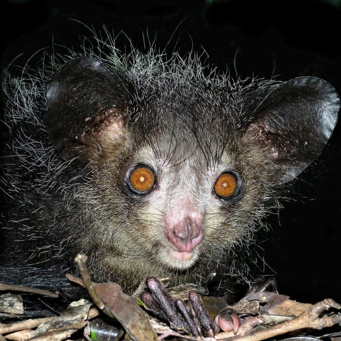 The Strange Aye-Aye Lemur of Madagascar and Its Pseudothumb - Owlcation ...