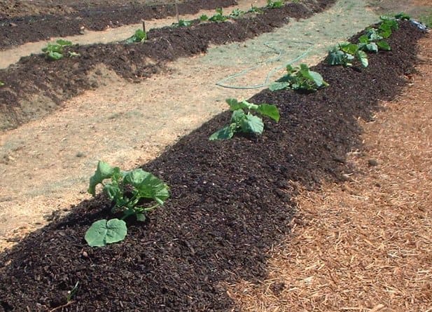 Pumpkin seedlings planted out on windrows of composted biosolids at community compost education garden - gold and silver can be found in sludge from biosolids. 60% of sludge is recovered and used for fertilizers.