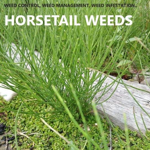 Horsetail weeds specialise in crowding out flower beds and exploiting gaps and cracks in paving.