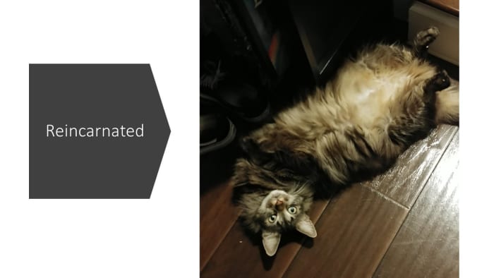 Meet Trix - The reincarnation of Richard Nixon. Will he move up to a higher level of existence? Only if he is a good kitty.