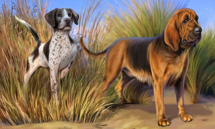 Basil (right). A Bloodhound, a Breed originally bred for hunting in the Middle Ages. Known for the ability to follow the faintest scent over great distances, because of its robust and tenacious tracking instinct, can be difficult to walk on a leash