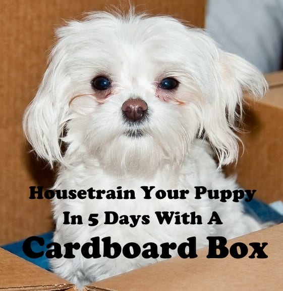 Housetrain your dog in just 5 days using a cardboard box.