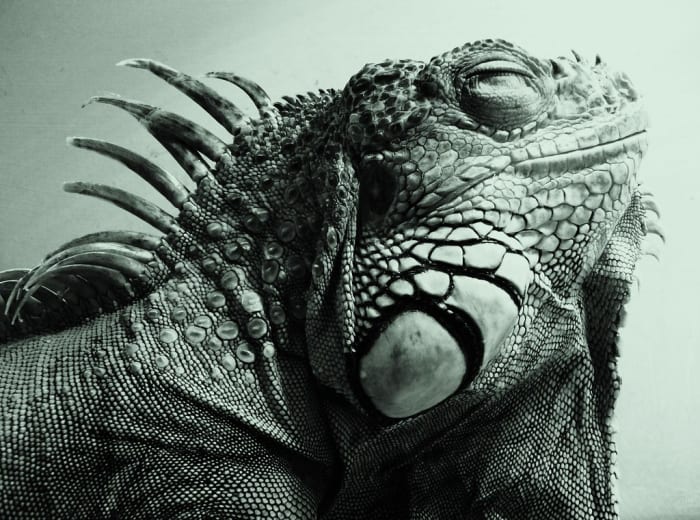 If your iguana has isn't defecating, there are a number of things you can do with the help of your vet to attempt to remedy the situation.