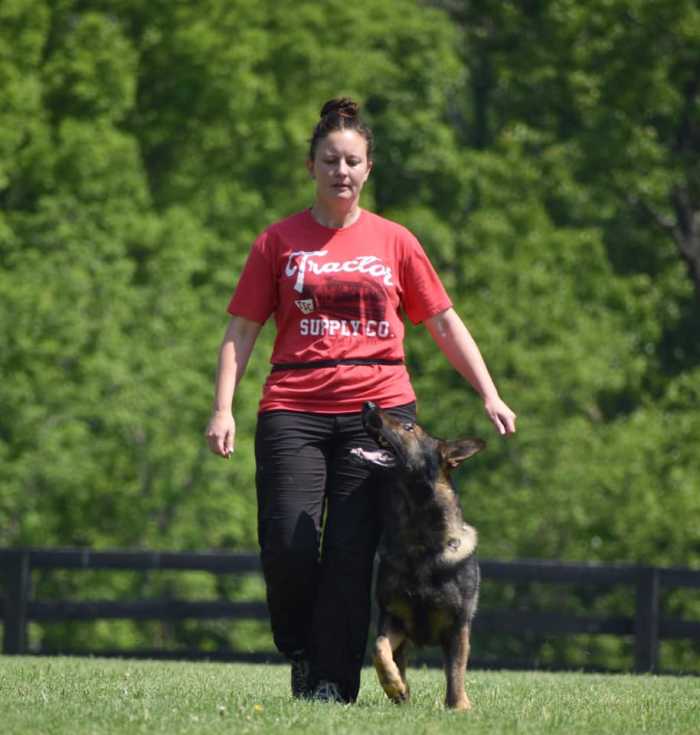 remote-training-collar