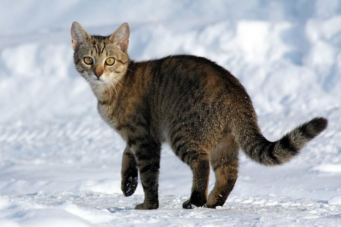 Domestic "Tiger" on the Prowl