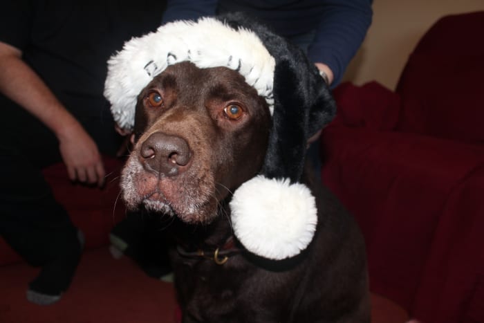 Dogs can find the holiday season stressful, whether it is Halloween, Christmas, Easter or Thanksgiving