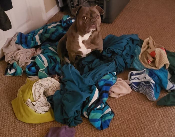 This is what happens when your dog is bored. He takes it out on the laundry.