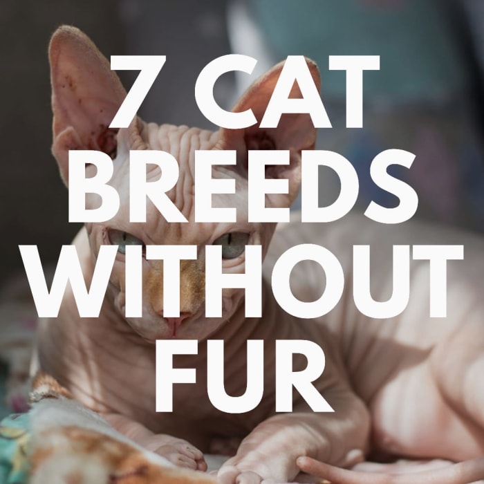 Hairless cat breeds make unique pets. Here are 7 hairless cat breeds that you can make your next pet.