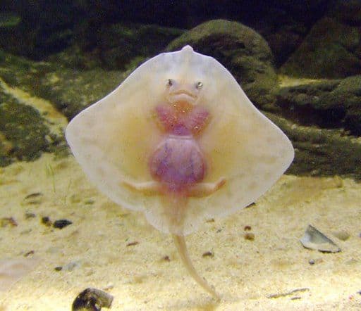 This article will provide information on various fascinating rays of the ocean, such as the cute baby stingray shown here.