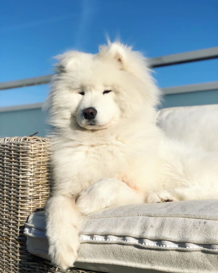 People sometimes think shaving thick coated dogs in summer helps them to keep cool, this is not true and can lead to other problems