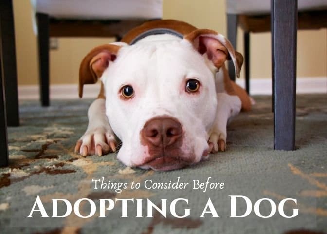 Owning a dog is a wonderful experience, but it is a huge responsibility. Here are something you should think about before deciding to adopt a dog.
