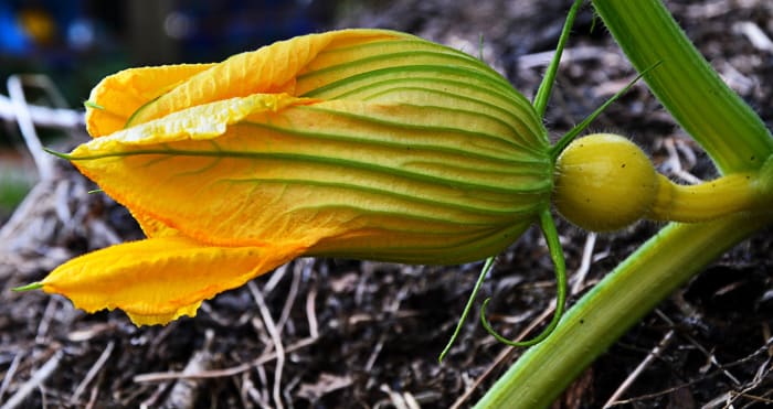 Pumpkin Time shows how a pumpkin grows from seeds in the garden into fully-ripe pumpkin gourds. A pumpkin blossom getting ready to bloom is shown here.