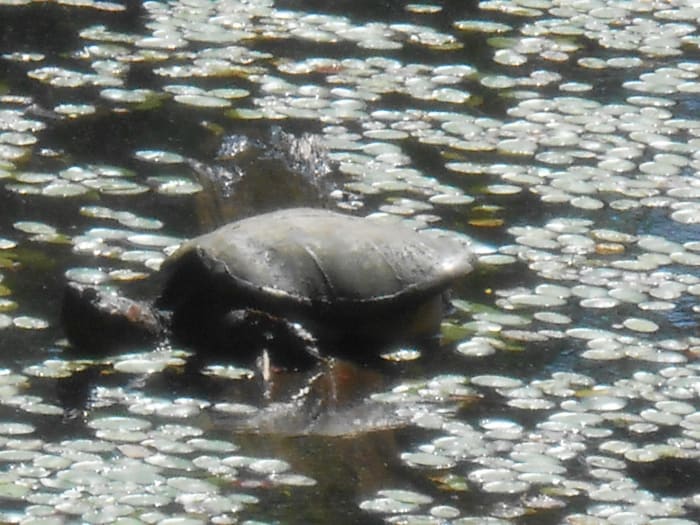A special treat for kids is finding wildlife like this turtle on a nature field trip!