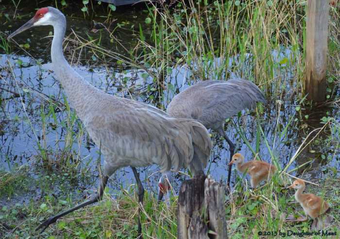 Sand hill cranes in our backyard make excellent science lessons, they helped facilitate a discussion on conserving nature as well.