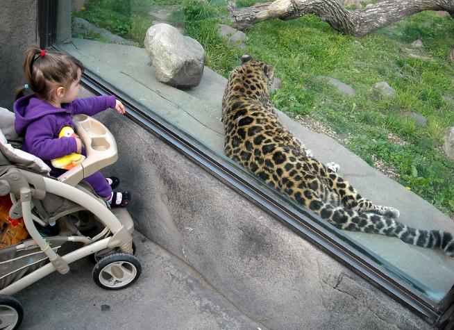 teach-children-about-zoos