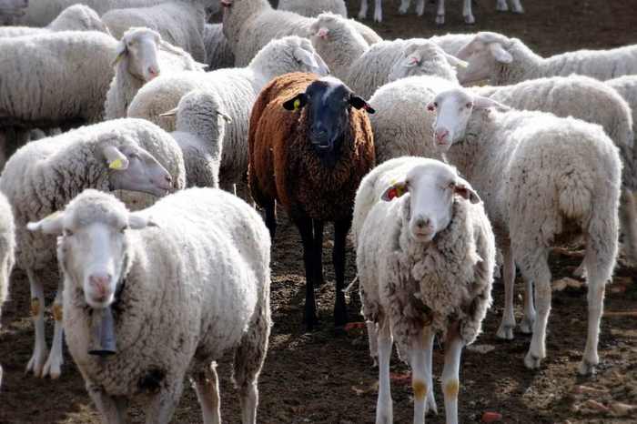 There is no fitting in here, fella. The black sheep of the flock is the well identified outcast.