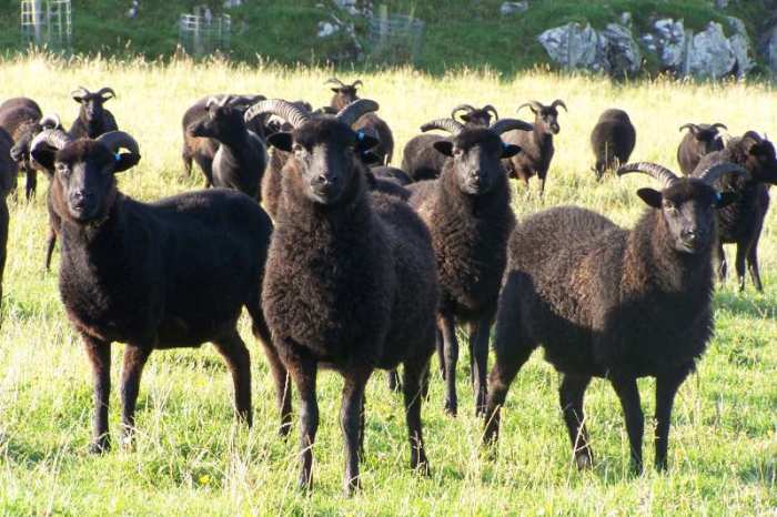 Sometimes there are entire families of black sheep. Whoa! Just imagine!