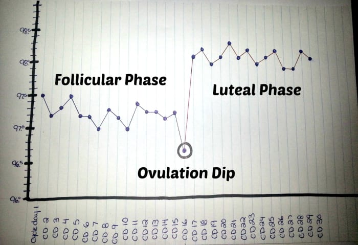 Note: Not everyone experiences an ovulation dip (dip in temperature the day of ovulation). Luteal phase shown with temperature jump of 0.8 degrees between follicular and luteal phase.