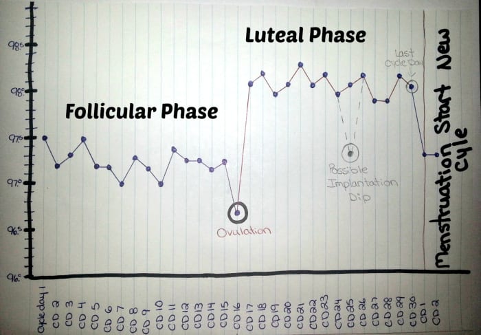 This BBT chart shows the cycle ending. Cycle day (cd) 30 or 14 days past ovulation (dpo) is the last day of the previous cycle. A temperature drop and the start of menstruation indicate the beginning of a new cycle.