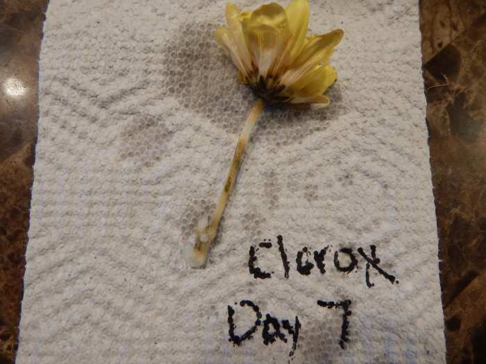Tip #3: Each day, write a dated description of how each specimen looks and also take a picture that labels the day and solution.
