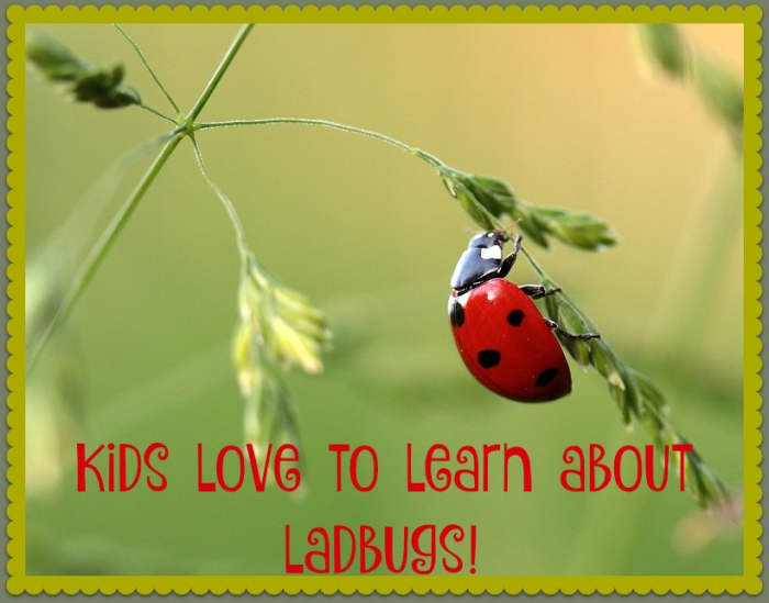 During the summer months, you can purchase a container of live ladybugs at your local gardening center. Then you can release them in your yard, study their anatomy, watch them fly, and see them munch on aphids.