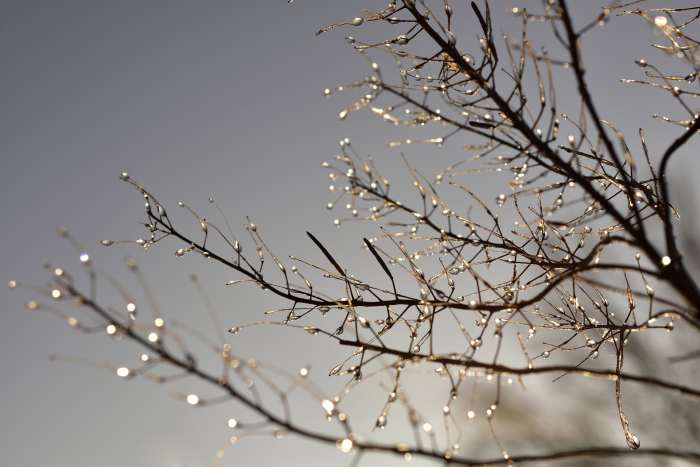 The February landscape provides inspiration for several of these names, including the frozen drops of water that collect on icy branches.