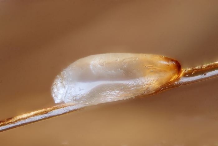 They are small half circle pods attached to a strand of hair. They resemble tear drops in shape and can be white or clear in color.
