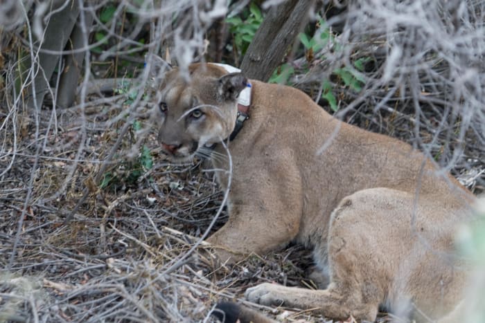 Mountain lions are just one of America's wildlife that can be seen at Zoo American in Hershey, PA.