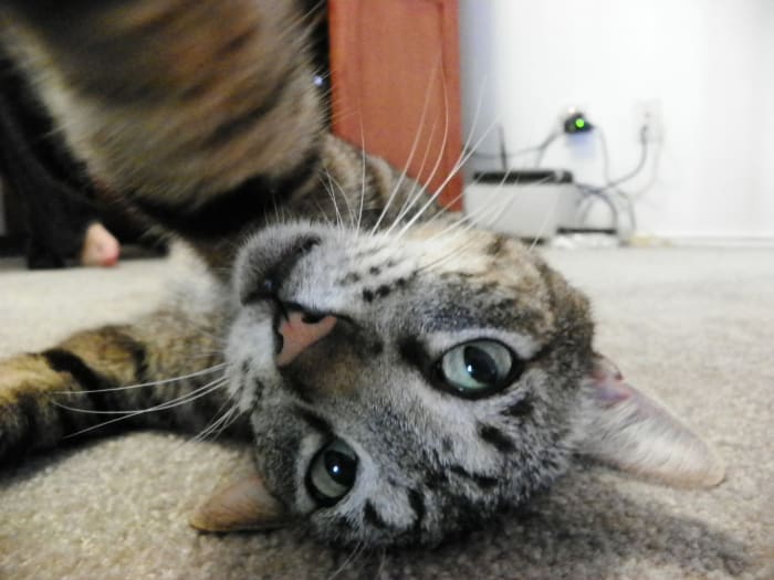 Even the cat has awkward selfies. Where's yours, Embarrassing Mom?