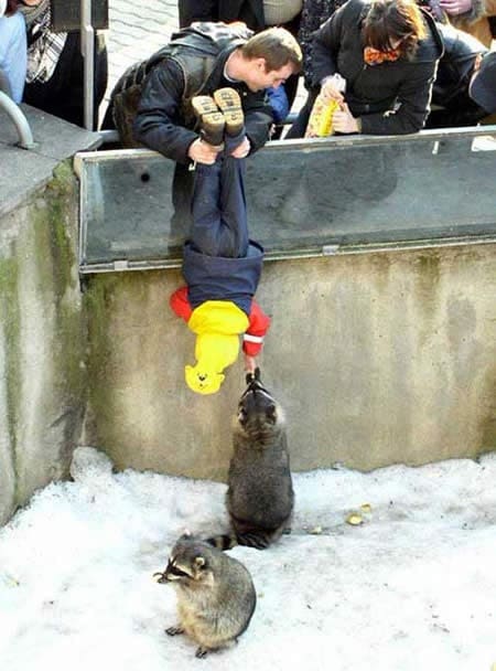 Lowered into a pen, this child becomes a tool to feed raccoons some bread. Adults seem to be enjoying the experience. But is he?