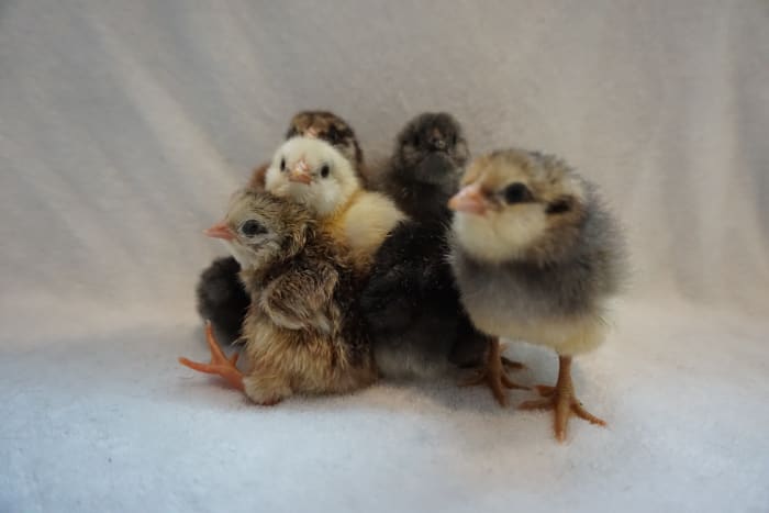 These cute little fluffballs made it successfully out of their eggs. A perfect hatch is when 100% of chicks hatch. This is considered a rarity in the hobby of chicken raising