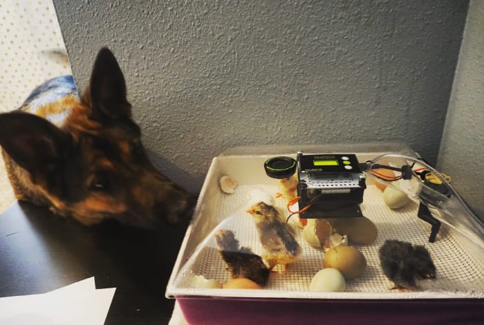 The family dog meeting new chicks. It truly feels like Christmas when those chicks hatch out