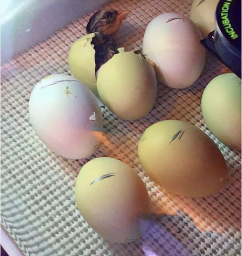 While Hatchimals break out in under 25 minutes, chicks can take up to 24 hours to make their appearance.