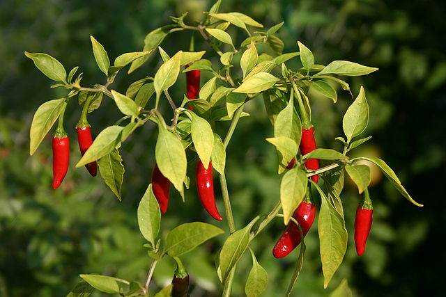 Bird's Eye Chilies