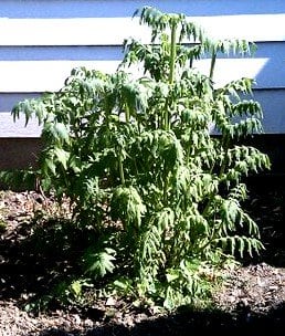 Harvest valerian root near the end of the season—remember to plunk a chunk of the root back in the ground for next year!