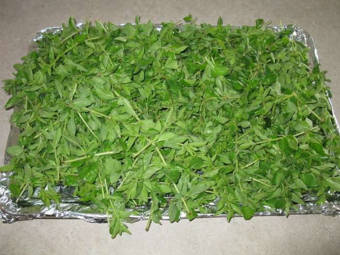 Tips & Tricks for Drying Herbs in a Convection Oven Delishably
