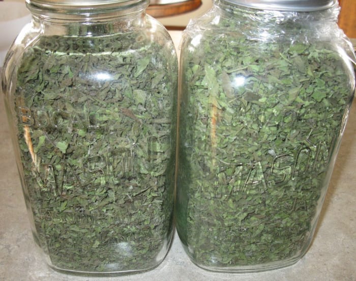Yield was actually four 1.5L jars of dried oregano. See how green the leaves are.