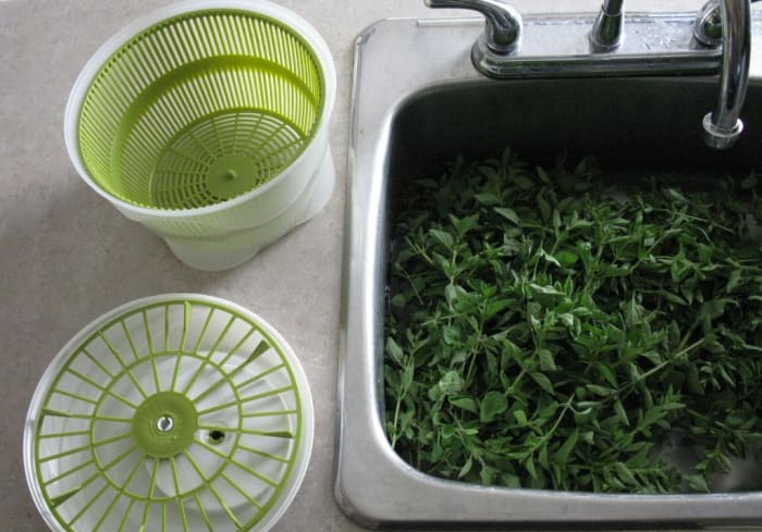 Sink full of green oregano soaking before washing and spinning dry in the salad spinner