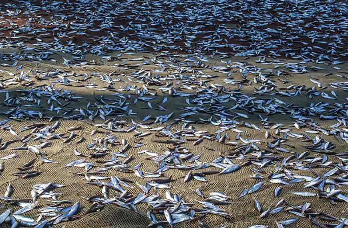 A traditional and cheap way of preserving fish is to let it dry in the sun and wind. Dried fish can be stored and remains edible for several years.