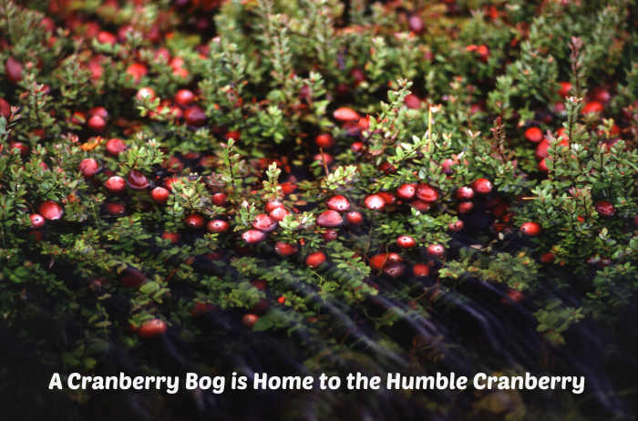 Cranberries grow on vines in marshy areas.