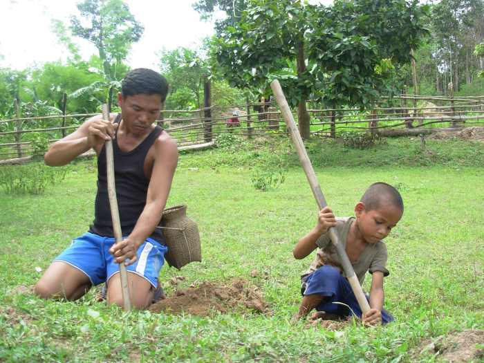 A father and son dig for crickets, a popular food item in Laos